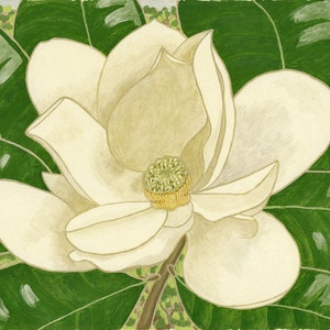 May include: A white magnolia flower with a yellow center, surrounded by large green leaves. The flower is in full bloom and has a delicate, feminine appearance.