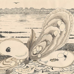 May include: Pen and ink illustration of open oyster shells on a shoreline. The shells are detailed with shading and contain pearls. A small crab is inside one shell. A bird flies above the water in the background.