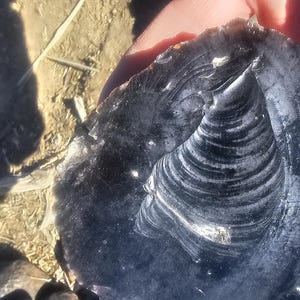 May include: Close-up of a dark gray, almost black, stone with a swirling, concentric pattern. The stone has a smooth, polished surface.