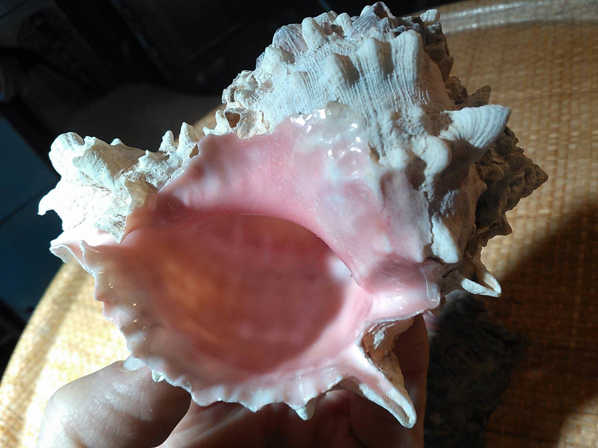 One PINK Pacific Ocean Spiral Shell. Baja 3 - Etsy