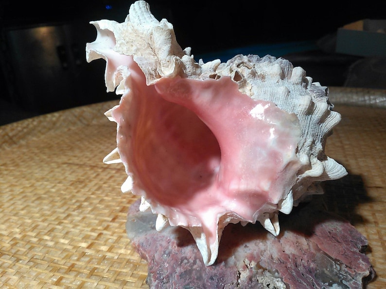 One PINK Pacific Ocean Spiral Shell. Baja 3