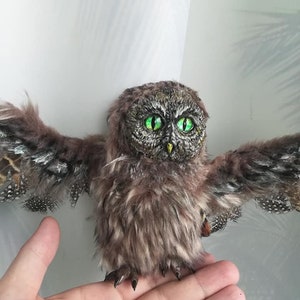 Baby Owl