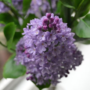 lilac, lilac branch from floristic polymer clay
