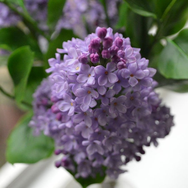 lilas, branche de lilas en argile polymère floristique