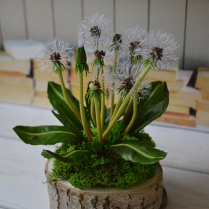 dandelion composition, cold porcelain, home decor