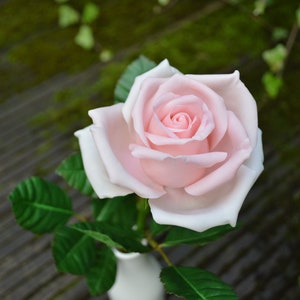 May include: A single pink rose with green leaves in a white ceramic vase. The rose is in full bloom and has a delicate, feminine appearance.