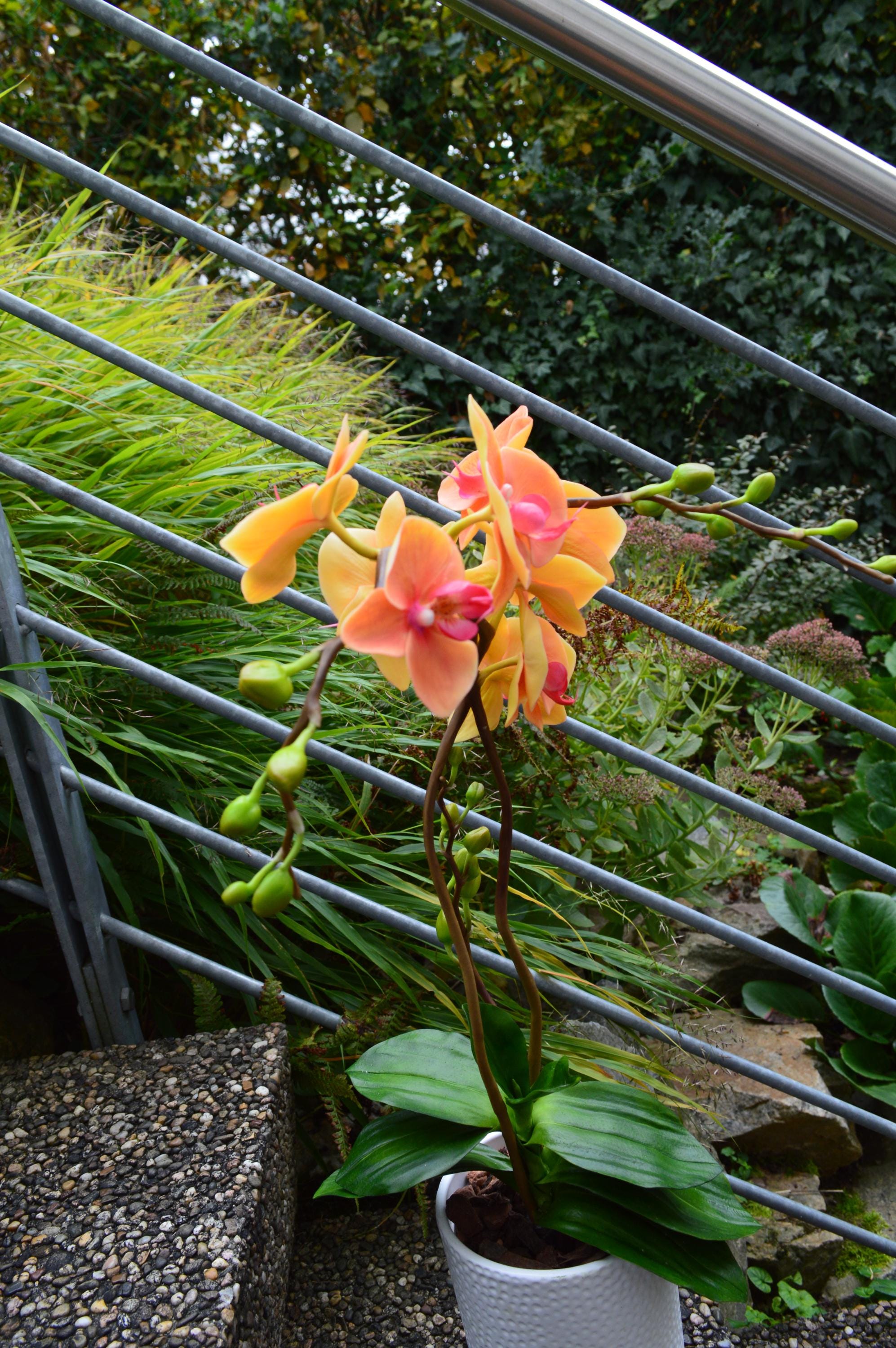 花のポリマー粘土で作られた胡蝶蘭 - Etsy 日本