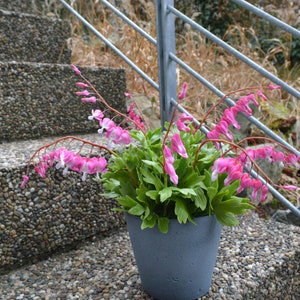 May include: A potted plant with pink bleeding heart flowers in a gray pot. The plant is sitting on a set of stone steps.