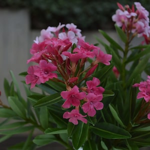 Oleander aus floralem Polymerclay