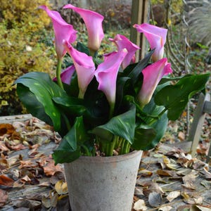 Peut inclure: Un arrangement de lys arum roses en pot avec des feuilles vert foncé. Le pot est en céramique gris clair avec une texture rugueuse. Le pot est posé sur une surface en bois avec des feuilles brunes éparpillées autour.