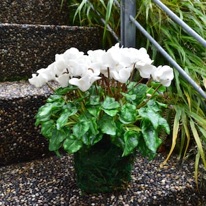 Puede incluir: Una planta de ciclamen en maceta con numerosas flores blancas de pétalos delicados y curvados hacia arriba, junto a hojas verde oscuro en forma de corazón con manchas verde claro. La base está envuelta en musgo verde oscuro texturizado.