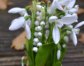Arrangement of Snowdrops and Muscari Flowers From Cold