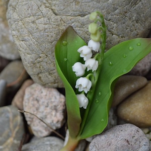 Broche muguet