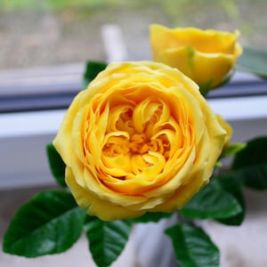 Cold porcelain handmade rose