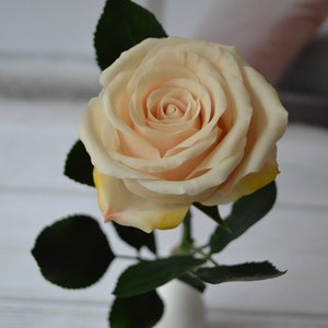 Pode incluir: Uma única rosa cor de pêssego pálido com um centro amarelo, em plena floração, com folhas verdes, em um vaso branco.