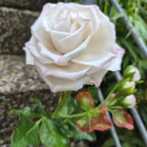Könnte beinhalten: Eine einzelne weiße Rose mit zarten, hellrosa Rändern an den Blütenblättern. Die Blume ist an einem grünen Stiel mit mehreren grünen Blättern und einigen kleineren, ungeöffneten Blütenknospen befestigt, die rosa und grüne Farbtöne aufweisen.