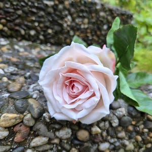 Puede incluir: Una rosa artificial individual con pétalos de color rosa pálido que se tornan a un rosa más intenso en los bordes. La flor presenta una estructura de floración completa y superpuesta con un tallo verde y varias hojas verdes a un lado.