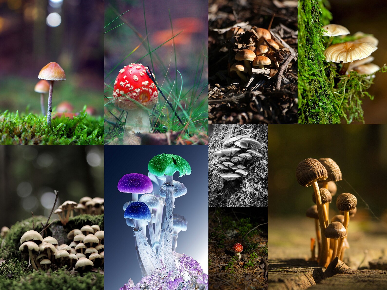 Mushroom wall collage kit Forest aesthetic room decor Dark Etsy