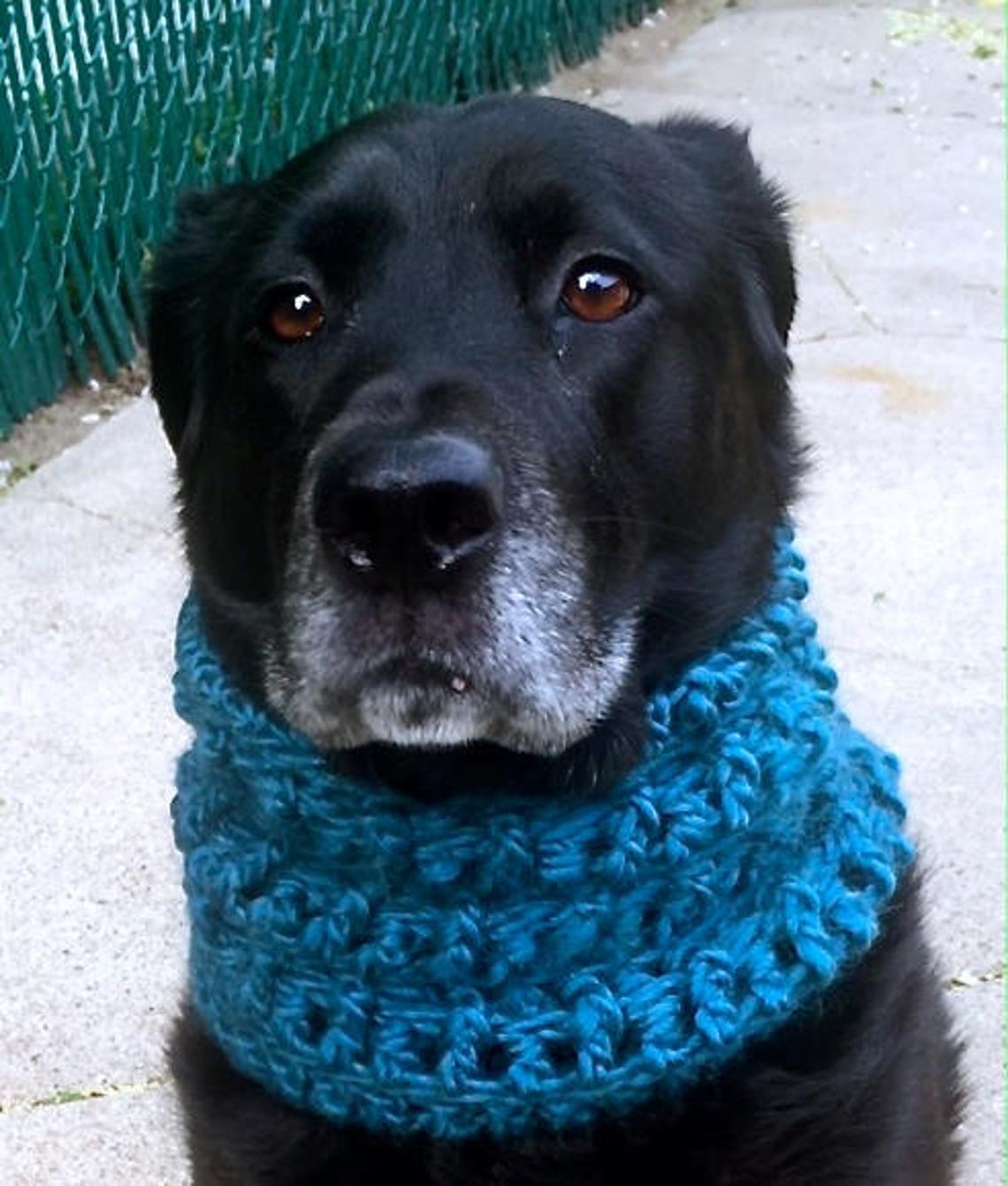Dog Snood Pattern Dog Scarf Pattern Dog Snood Pattern Etsy
