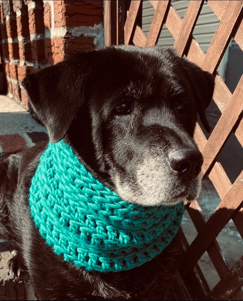 Dog Snood Pattern / Raised Dog Scarf Pattern / Dog Snood Etsy