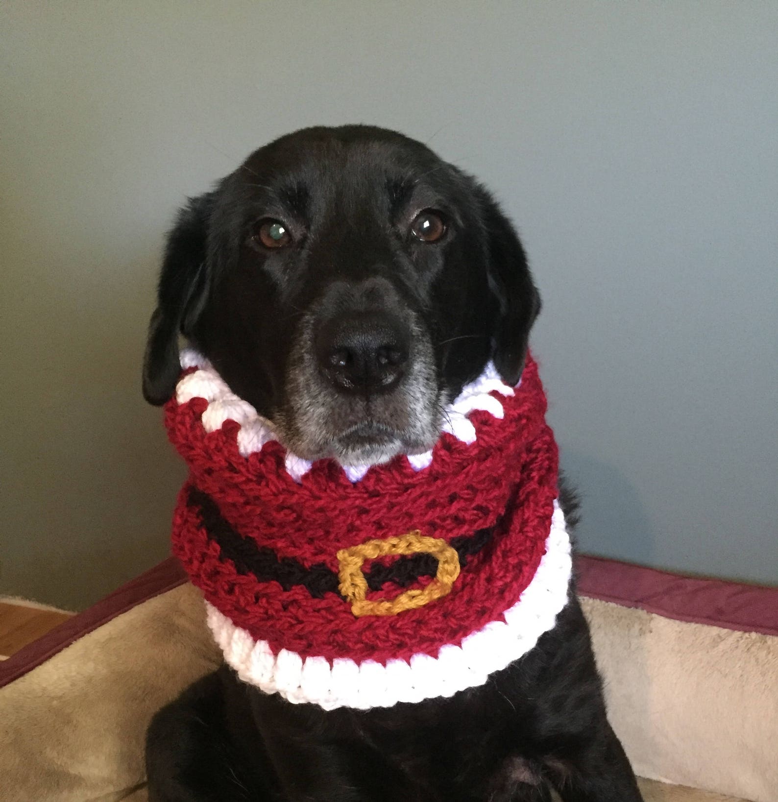 Dog Snood Pattern / Christmas Dog Scarf Pattern / Dog Snood Etsy