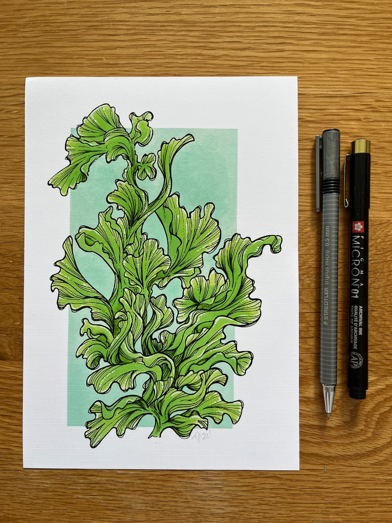 Sea Lettuce Seaweed Art Print A5 Art Print Botanical Art Etsy