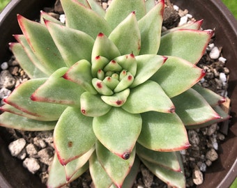Echeveria Agavoides Maria Variegated, Imported from Korea