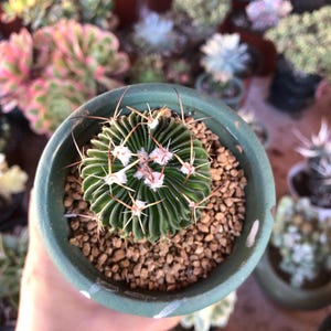 Stenocactus Multicostatus / The Brain Cactus