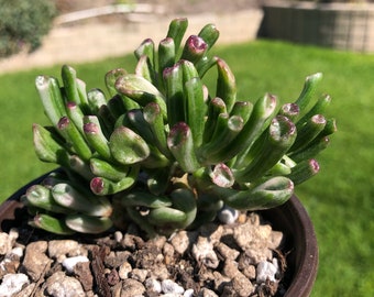 Crassula Ovata Gollum Variegated, Imported from Korea