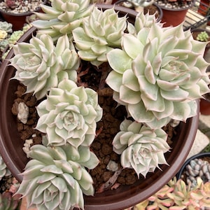 Echeveria Halbingeri Margaret f. Variegated Cluster, Imported from Korea