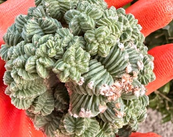 Aztekium Valdezii Crested Cluster, Imported Cactus