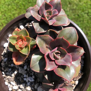 Echeveria Minigosaong Cluster, Imported from Korea