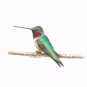 Biglietto d'auguri - Colibrì (acquerello)