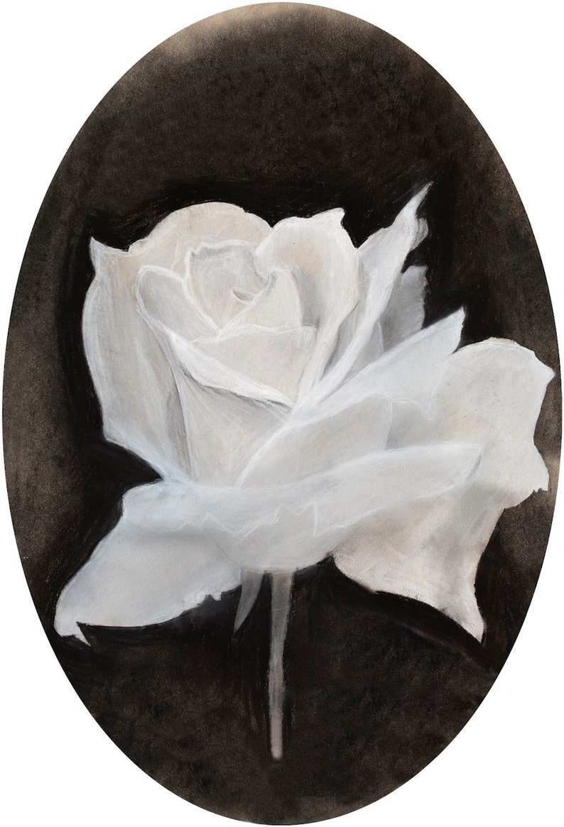 Chalk & Charcoal White Rose Drawing 6x9 Limited Edition Vintage Style