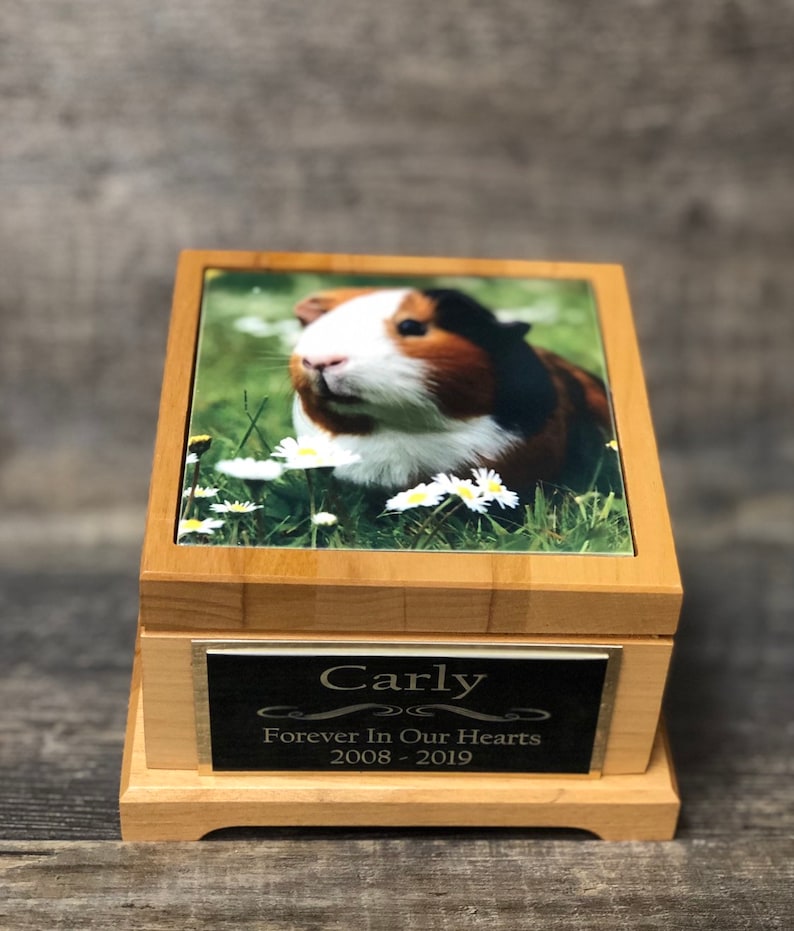 best multi cat automatic litter box