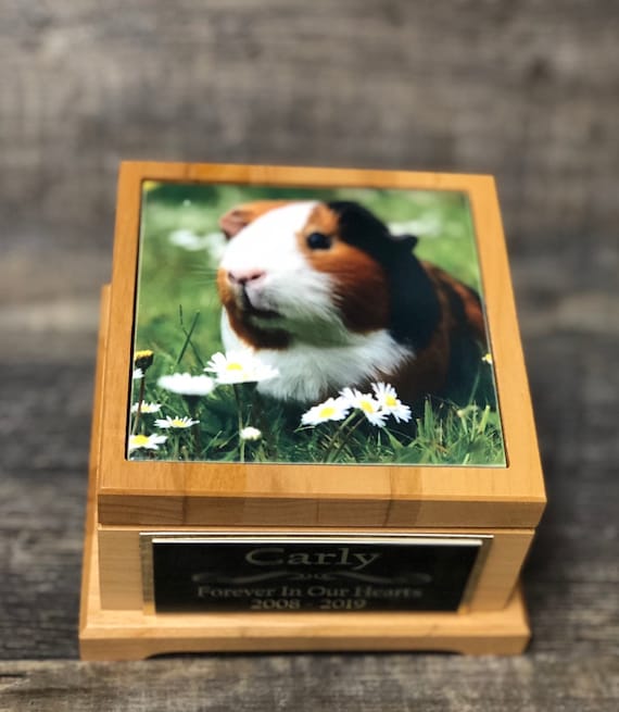 guinea pig urn