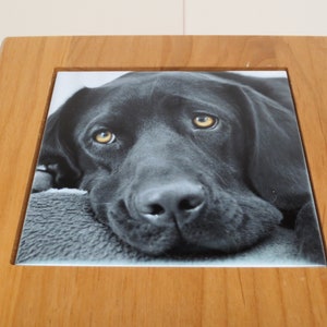 Peut inclure: Un chien Labrador Retriever noir aux yeux bruns est couch&eacute; sur une surface &agrave; motifs gris et blancs. La t&ecirc;te du chien repose sur la surface et ses yeux regardent directement la cam&eacute;ra.