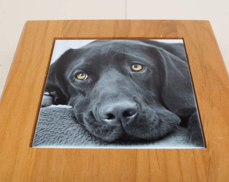 Peut inclure: Un chien Labrador Retriever noir aux yeux bruns est couch&eacute; sur une surface &agrave; motifs gris et blancs. La t&ecirc;te du chien repose sur la surface et ses yeux regardent directement la cam&eacute;ra.