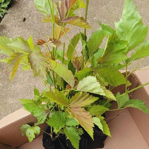 5 Organic Wild Black berry tree live plants 3&quot; to 11&quot; thorny