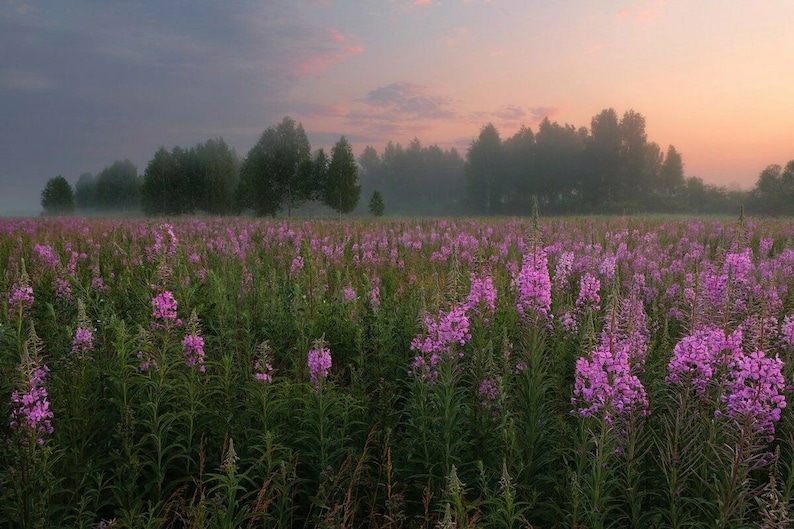 Три главные причины пить ИВАН-ЧАЙ Иван-Чай Клуб ЗАВАРОЧНИК Дзен