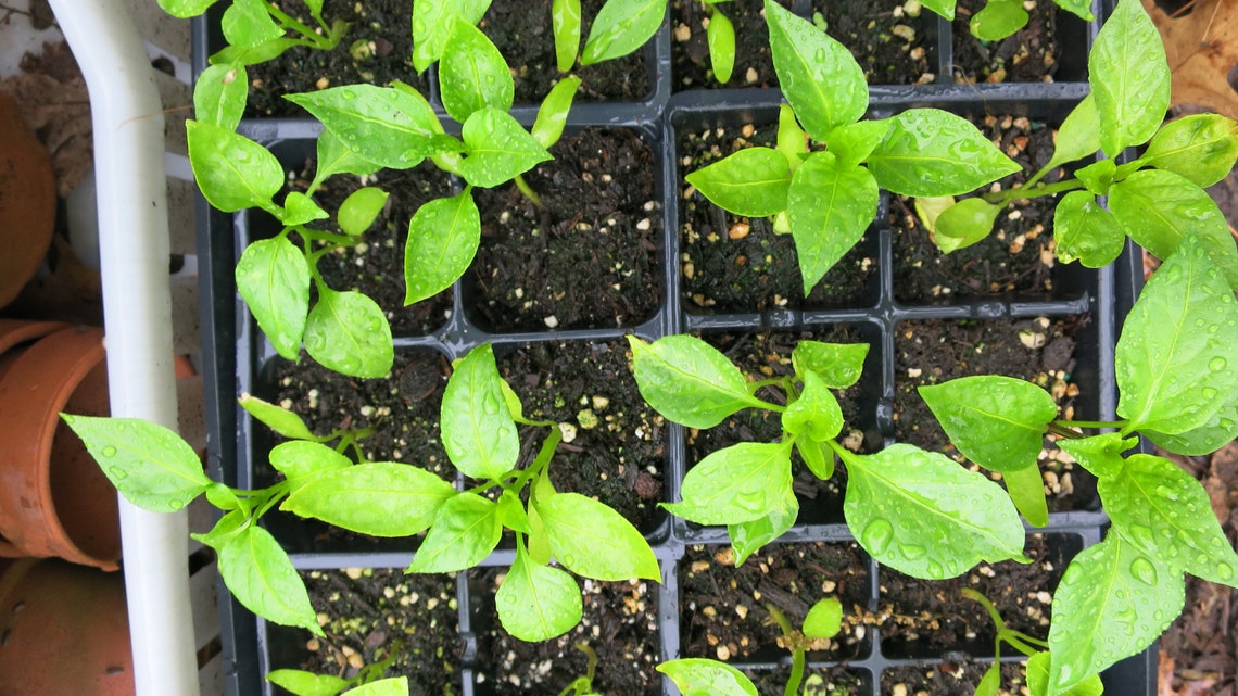 4 Sweet Pepper Plants Patio Deck Yum Yum Mix Plants Red Orange Etsy