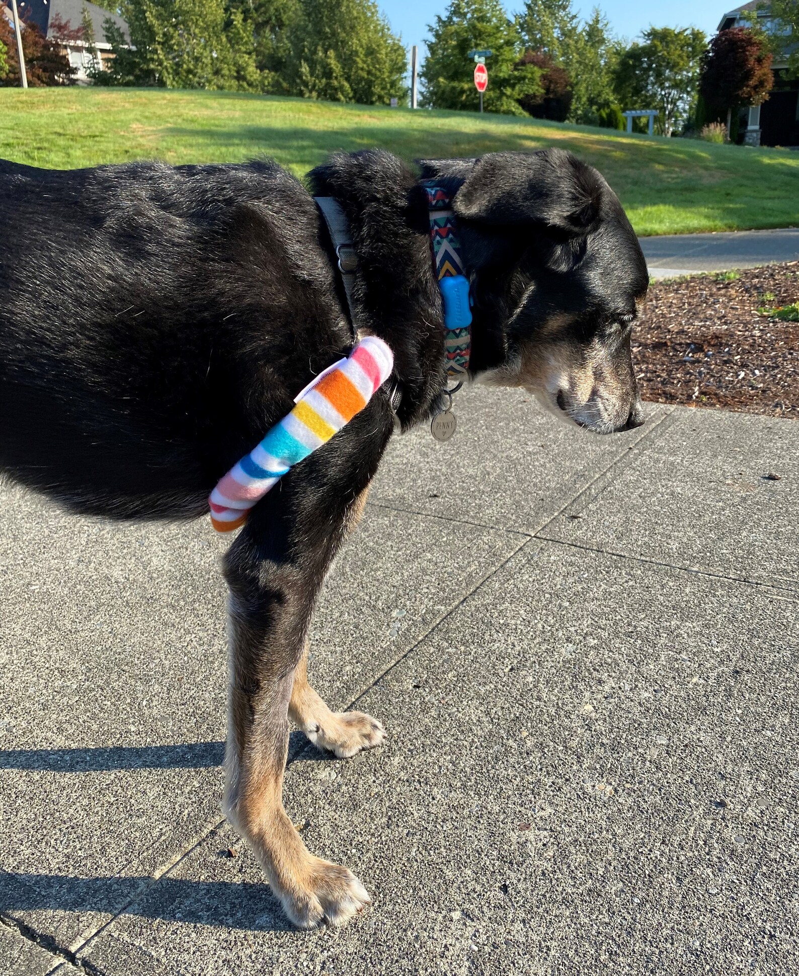 Dog Harness Padding Cover Harness Huggies Soft Fleece Etsy