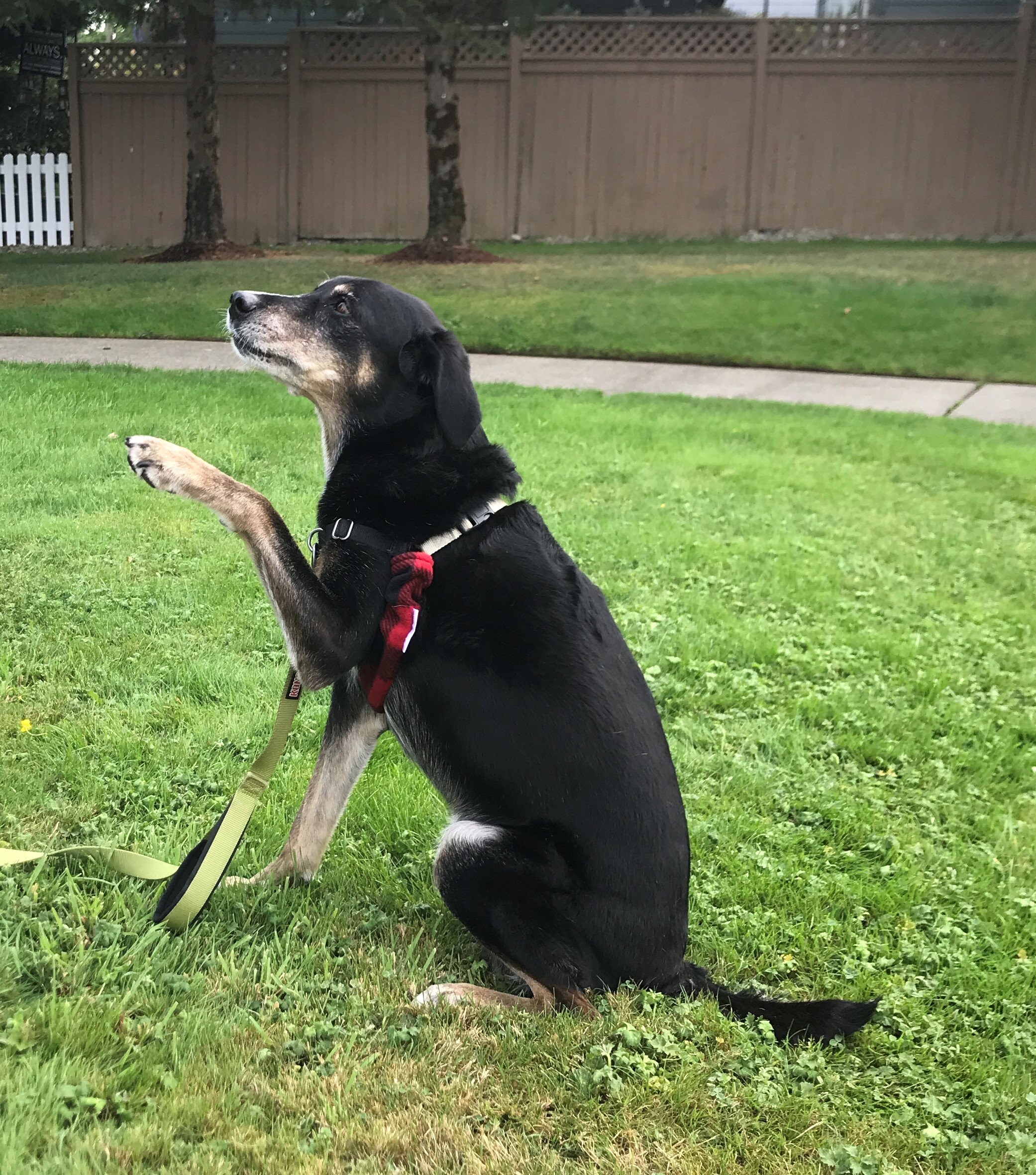 Dog Harness Cover Padding Harness Huggies Soft Fleece Etsy