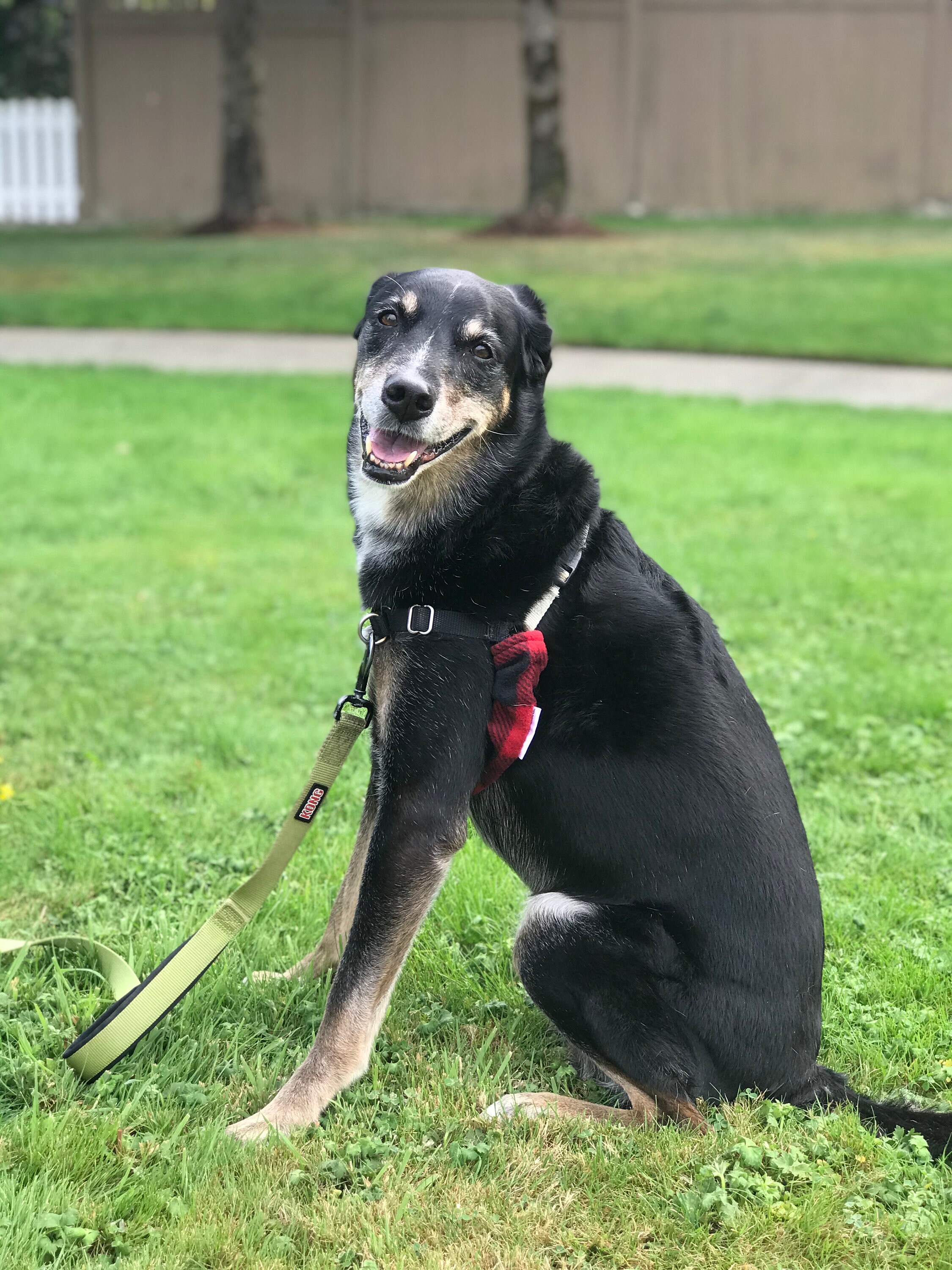 Dog Harness Cover Padding Harness Huggies Soft Fleece Etsy