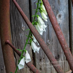 Rusty Wagon Wheel Bell Flowers Print, Old Barn Machinery Fine Art Photography, BOHO Chic Farmhouse Wall Decor, Farm Lover  Him