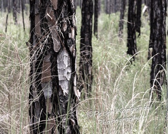 Florida Beach Forest Print, Fine Art Photograph, Tall Grass Landscape, Country Cabin Home Kitchen Wall Decor, Nature Lover Gift for Men