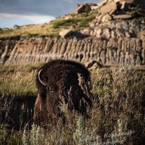 Wild Bison, Wild Buffalo, Sagebrush, Theodore Roosevelt, National Park, North Dakota, Badlands, Western Wildlife, Gift for Her
