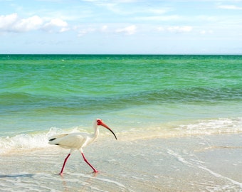 White Ibis, Sanibel Island Art, Shore Bird, Modern Coastal Decor,  Home Decor, Nursery Decor, Keep on Truckin,