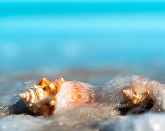 Conch Shells in Surf, Seashell Wall Art, Sanibel Island Print, Seashell Photography, Florida Wall Art, Beach Decor, Ocean Lover