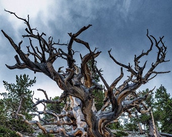 Ancient Tree, Bristlecone Pine Tree, Nature Photography, Mountain Landscape, High Desert Landscape, Nature Lover